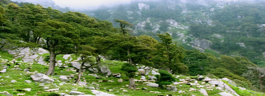 Mcleodganj_tourism.webp