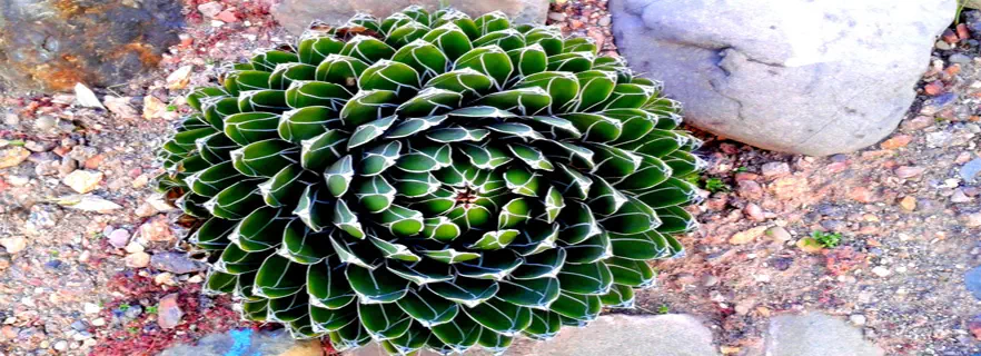 Parwanoo_attractions.webp