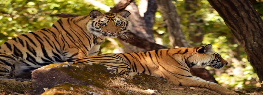 Post-NTCA-approval-for-2-new-tiger-reserves-Uttarakhand-forest-department-to-consult-legislators.webp