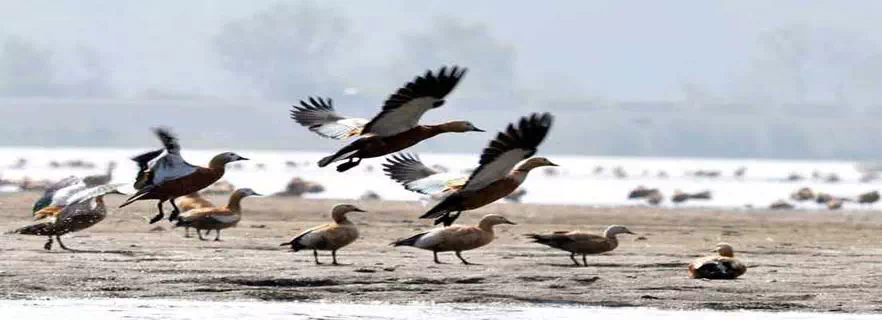 asan_conservation_reserve.webp