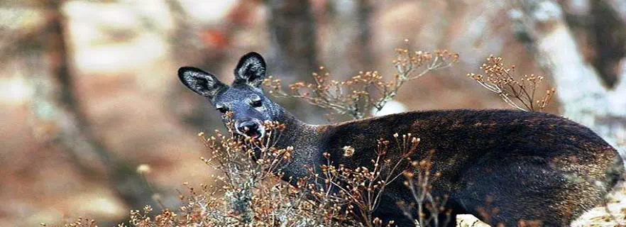askot_wildlife_sanctuary.webp