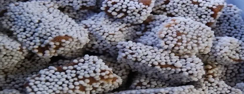 bal-mithai-nainital.webp