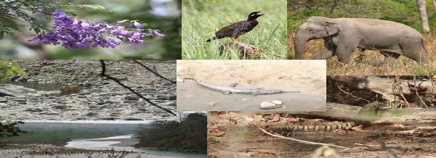 binog_wildlife_sanctuary.webp
