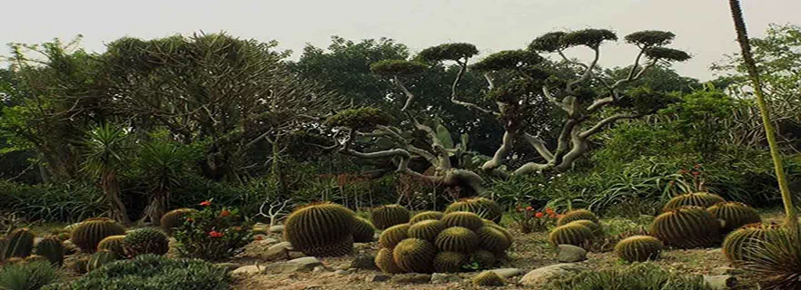 cactus_garden.webp