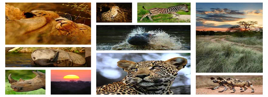 corbett_national_park.webp