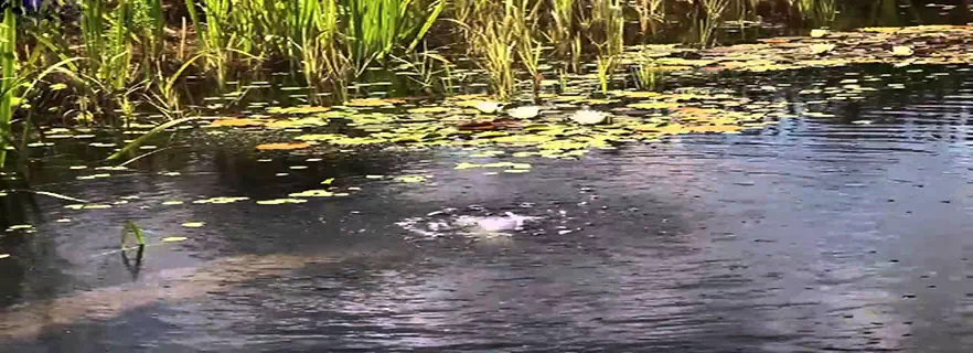 dhillon-pond-in-shimla.webp