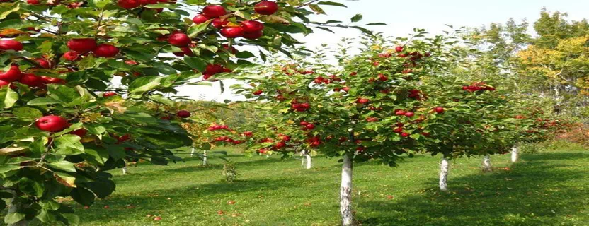 explore-flora-fauna-ranikhet.webp