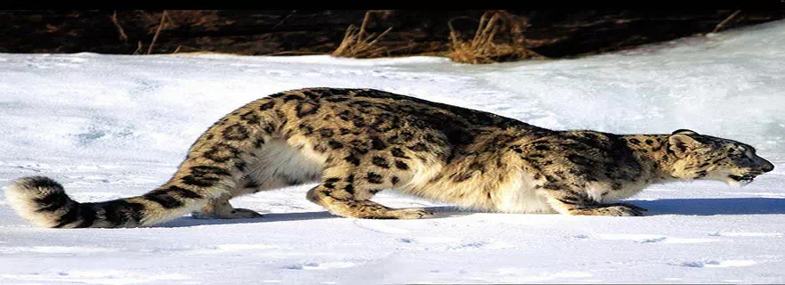 fauna-and-flora.webp