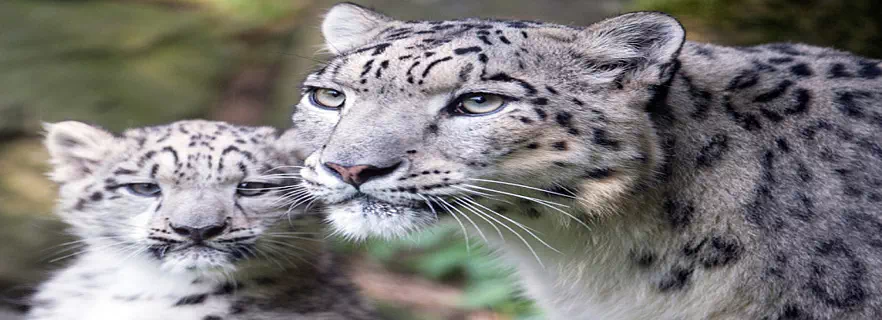 gangotri_national_park.webp