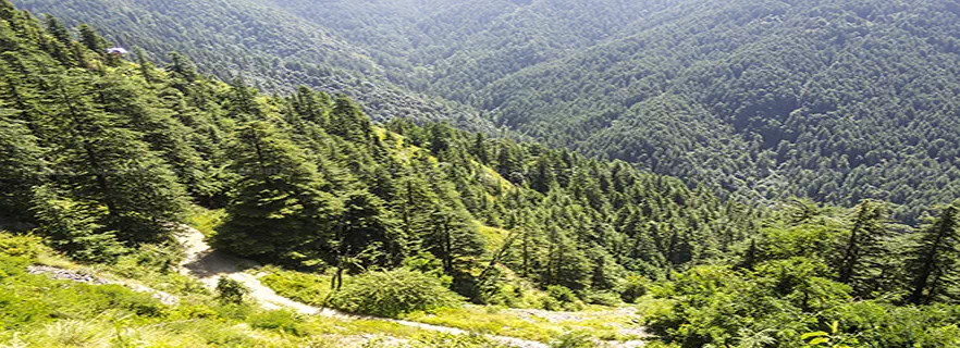 green-valley-in-shimla.webp