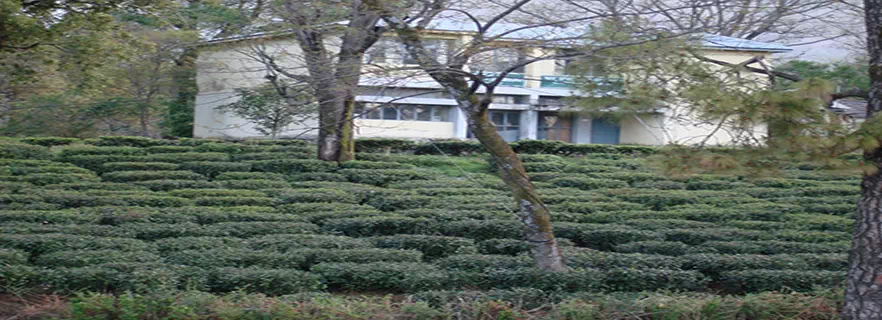 holta-tea-domain-in-palampur.webp