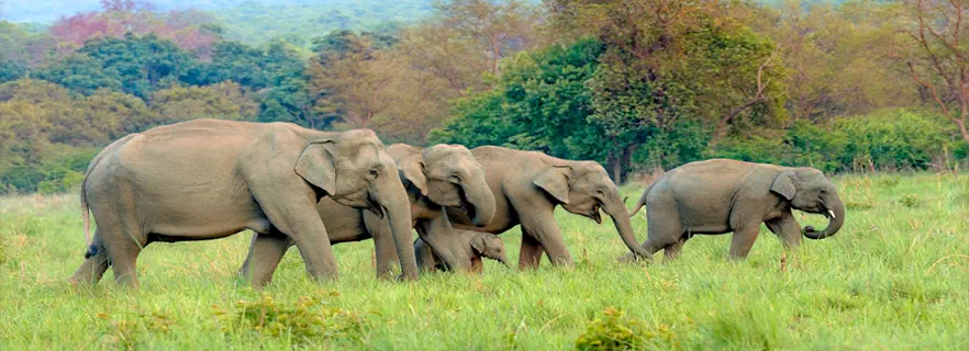 jim-corbett-dmc.webp