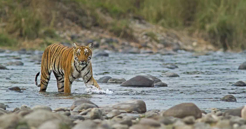 jim-corbett-national-park-packages.webp