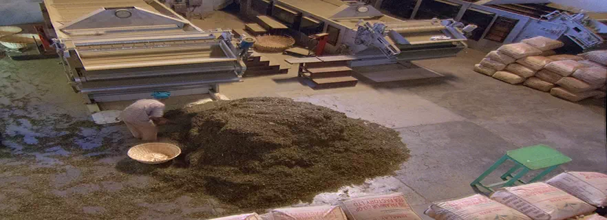 kangra-factory-tea-outlets-in-palampur.webp