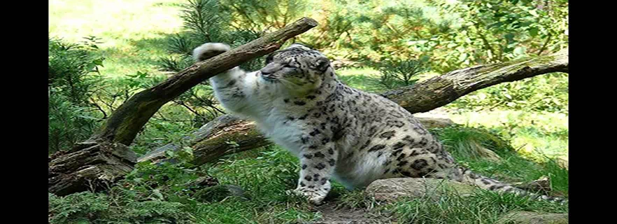 kaza-kids-attractions.webp