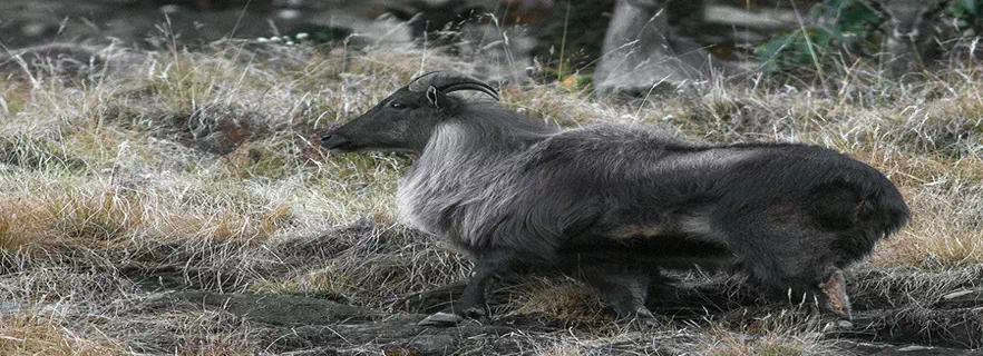 kedarnath-wildlife-sanctuary.webp