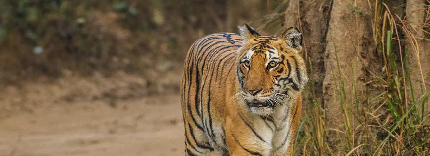 nainital-corbett-tour-itinerary.webp
