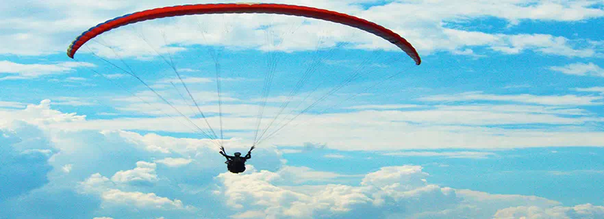 pair-fly-kangra.webp