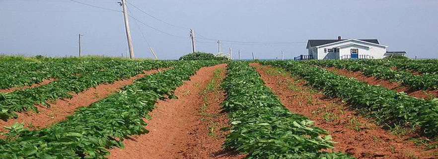 potato-farm.webp