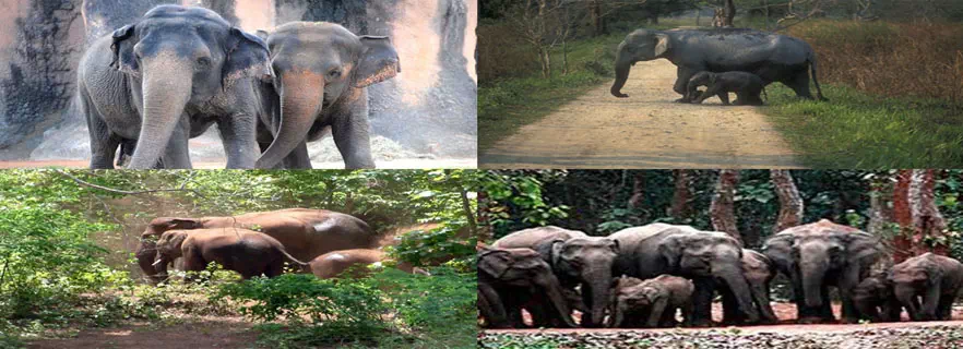 rajaji_national_park.webp