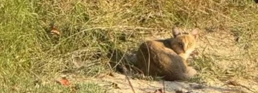 rare-wild-cat-spotted-in-corbett-national-park-in-uttarakhand-a-treat-for-tourists.webp