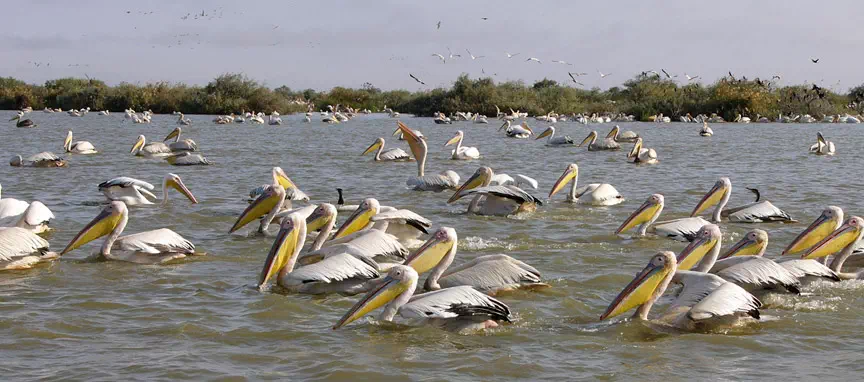 sonanadi_wildlife_sanctuary.webp