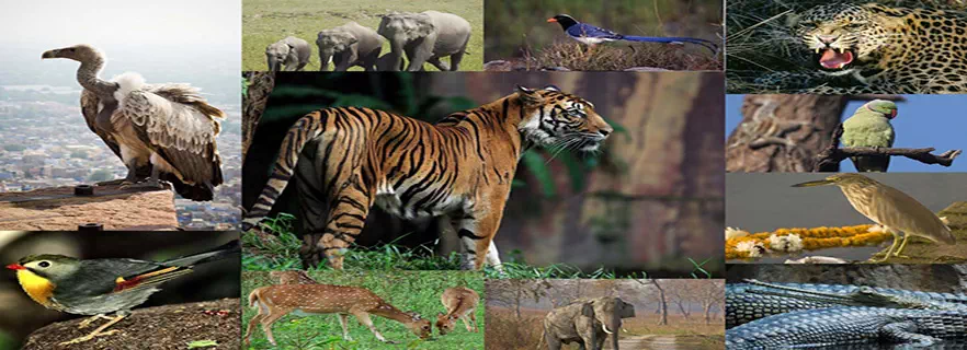 spotting-wildlife.webp