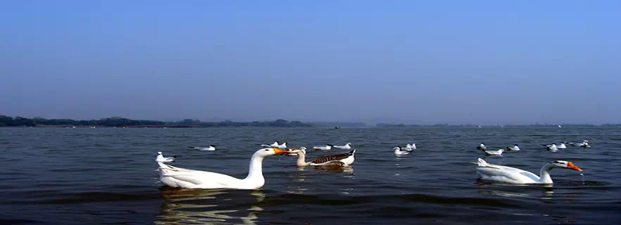 sukhna-lake-chail.webp