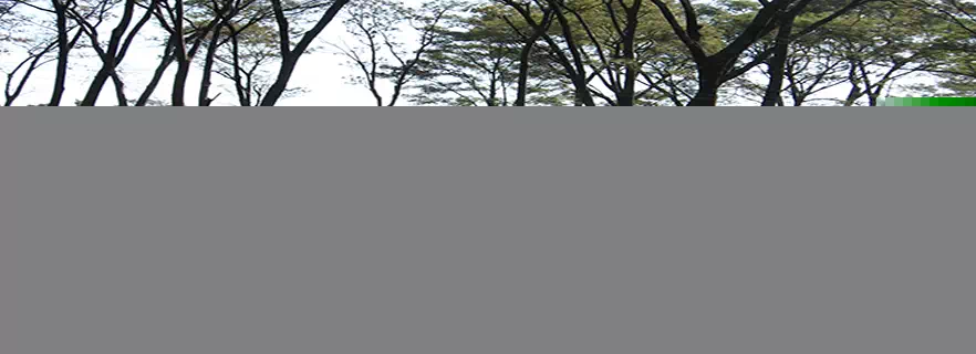 tea-greenery-enclosures-and-manufacturing-plant-in-palampur.webp