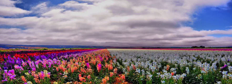 the_valley_of_flowers_national_park.webp