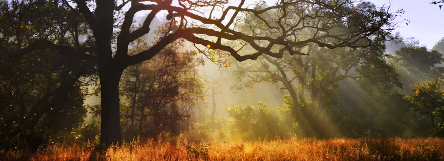 things-to-do-in-jim-corbett.webp