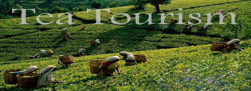 uttarakhand-plans-tea-tourism-boost-to-curb-migration.webp