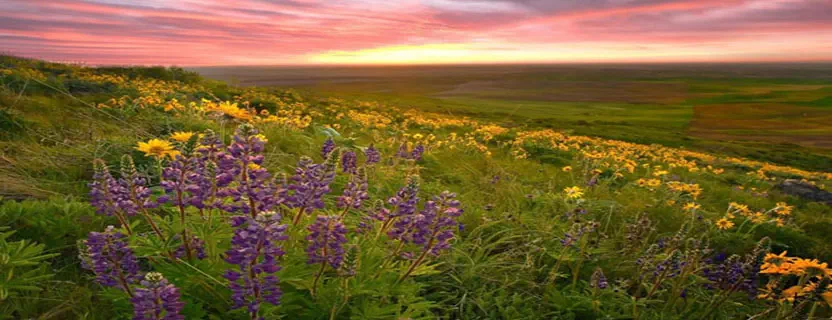 valley_of_flowers_weather.webp