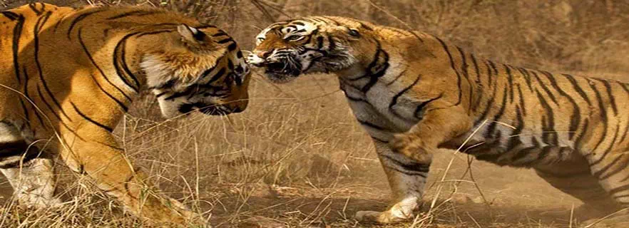 wildlife-pauri.webp