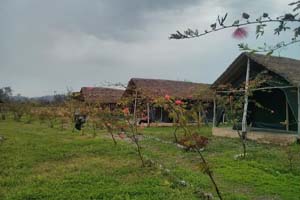 The Camp Broadleaf