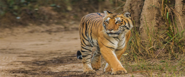 Uttarakhand Special Mussoorie And Corbett(Code:AS-12) Uttarakhand Special Mussoorie And Corbett(Code:AS-12)