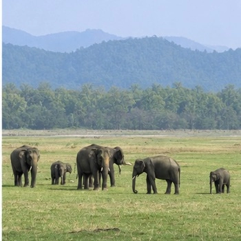 Dhikala safari zone grassland landscape in Jim Corbett National Park