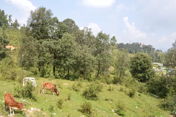 hotels in nainital,nainital hotels
