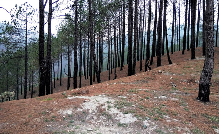Uttarakhand News