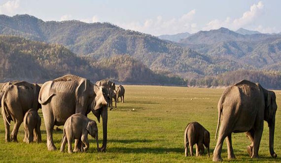 Corbett Holiday Packages