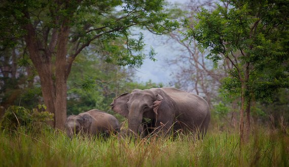 Corbett Holiday Packages