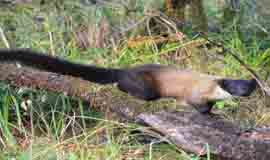 Binsar Wildlife Sanctuary