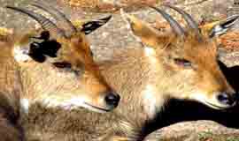 Binsar Wildlife Sanctuary