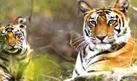 Binsar Wildlife Sanctuary