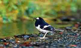 Binsar Wildlife Sanctuary