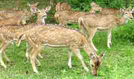 Binsar Wildlife Sanctuary