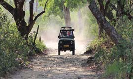 Jungle Safari in Lansdowne