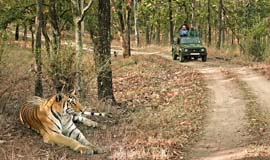 Jungle Safari in Lansdowne