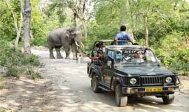 Jungle Safari in Lansdowne