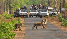 Jungle Safari in Lansdowne